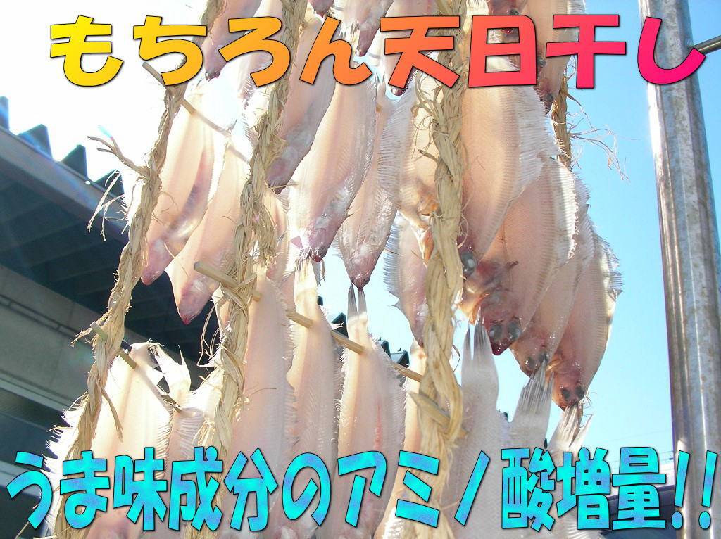 1287円 激安商品 若狭小浜 若狭かれいの天日干し3匹セット 特大サイズ30cm前後 1287円 激安商品 若狭小浜 若狭かれいの天日干し3匹セット 特大サイズ30cm前後