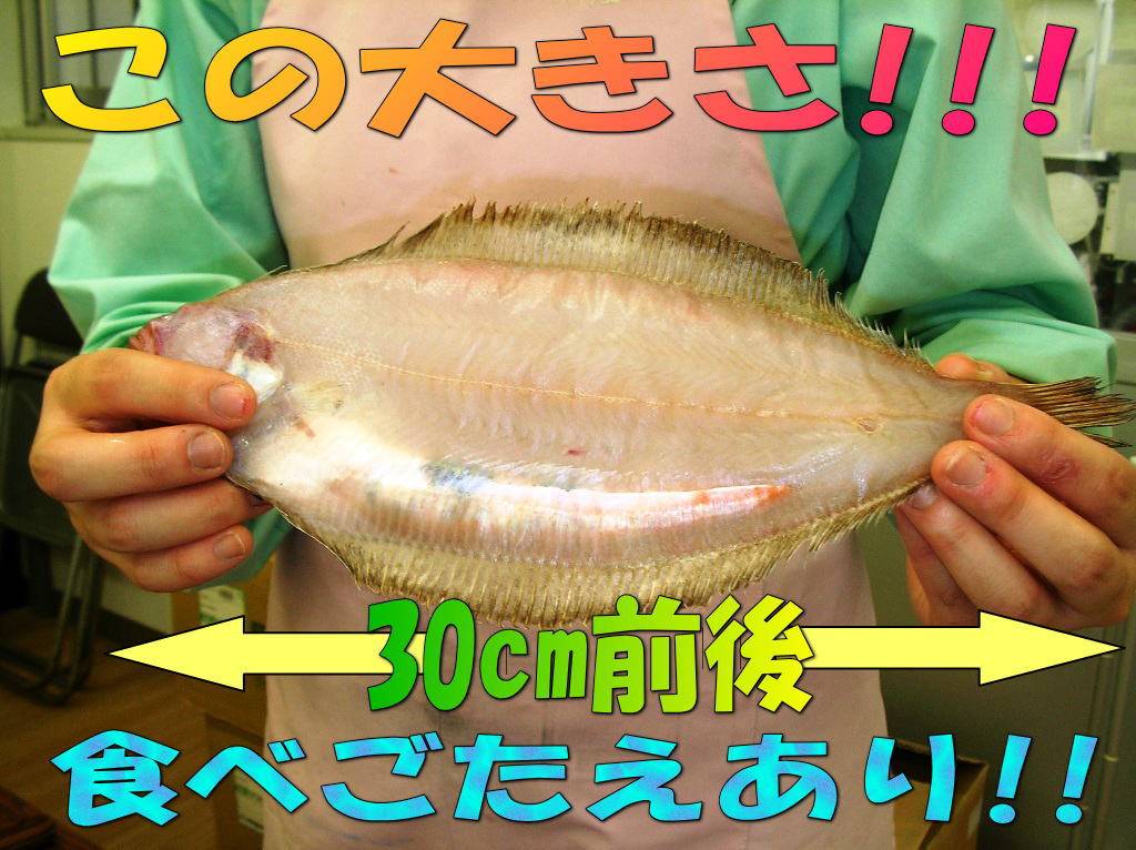 1287円 激安商品 若狭小浜 若狭かれいの天日干し3匹セット 特大サイズ30cm前後 1287円 激安商品 若狭小浜 若狭かれいの天日干し3匹セット 特大サイズ30cm前後